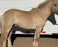 dun-red-dun-fjord-filly