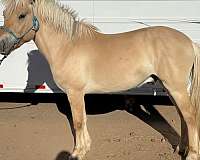 dun-red-dun-fjord-colt