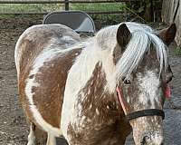 amha-mare-foal