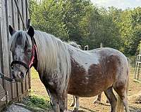 amha-appaloosa-mare-foal