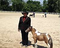 miniature-mare