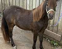 white-around-2-coronet-bands-horse
