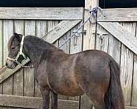 bay-white-around-2-coronet-bands-horse