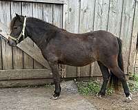 great-potential-miniature-horse