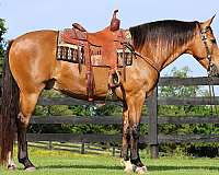 drill-team-single-footing-horse