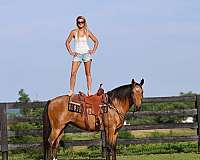 flashy-single-footing-horse