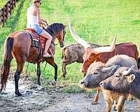 gymkhana-single-footing-horse