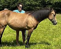 buckskin-working-equitation-horse