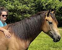 all-around-draft-horse