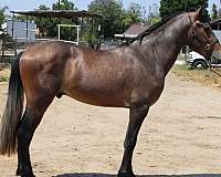 caballos-andalusian-horse