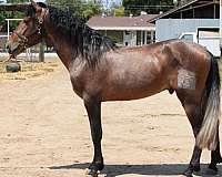 caballo-andalusian-horse