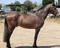 grey-andalusian-horse