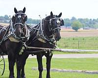 parade-percheron-horse