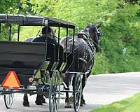 working-percheron-horse