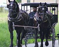 team-percheron-horse