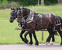 draft-percheron-horse