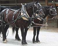 finished-percheron-horse