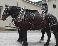 husband-safe-percheron-horse