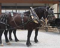 pleasure-driving-percheron-horse