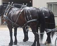 ranch-work-percheron-horse