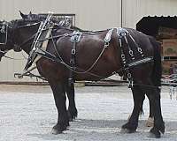 team-driving-percheron-horse