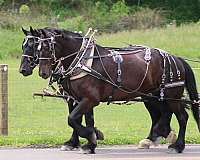 team-horse