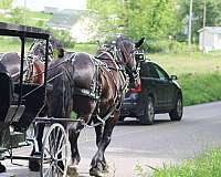 parade-gelding