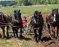working-horse
