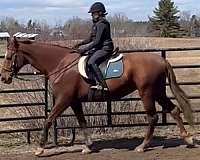 chestnut-star-small-snip-horse