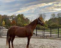 star-small-snip-horse