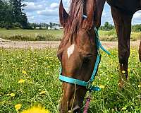 driving-saddlebred-horse