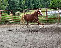 paint-pony-gelding