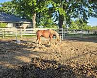 paint-pony-for-sale