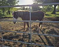 paint-pony