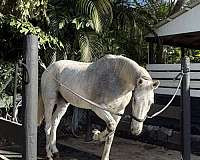 gelding-for-sale-westphalian-horse