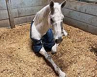 double-registered-westphalian-horse