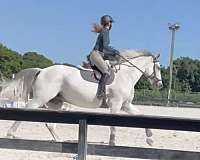 fleabitten-horse
