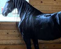 carelease-friesian-horse