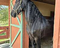 green-project-friesian-horse