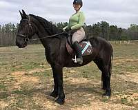 green-project-horse