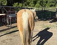 quarter-horse