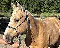 blaze-white-socks-horse