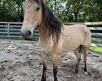 mustang-buckskin-roan-horse