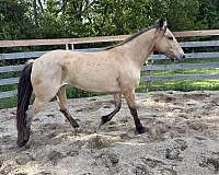 mustang-buckskin-roan-mare