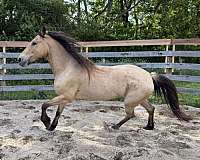 mustang-buckskin-roan-mustang-horse