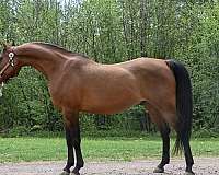all-around-arabian-horse