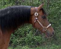 athletic-arabian-horse