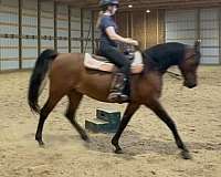 dressage-arabian-horse