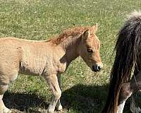 dun-red-dun-pony-colt