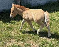 dun-red-dun-amhr-pony